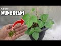 Comment faire pousser des haricots mungo des graines  la rcolte dans des pots