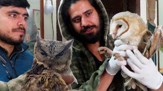 FIRSt-AID to the 'RARE  INDIAN OWLs' |' भारतीय स्कूप्स उल्लू' by Wildly Indian 10,595 views 2 months ago 12 minutes, 52 seconds