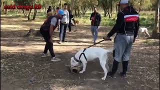 كيفية تدريب كلب الدوجو ارجنتينو على الهجوم والشراسة من الصفر