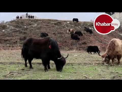 Big Black Yak | Milking In Yark Farm | Pakistan | Meat Farm | Khabarwalay