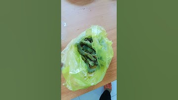 Cách cho cá rồng mini ăn tôm thay thế sâu, dế hoàn toàn ?!