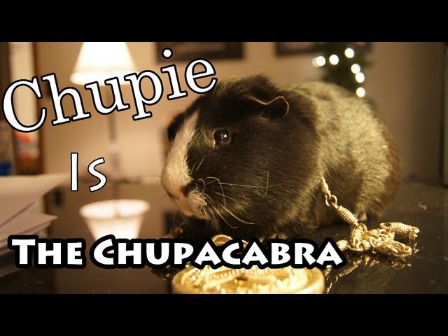 Guinea Pig Rap - YouTube