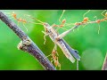 Как охотятся насекомые? Богомол и муравей