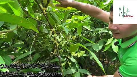 CH VTNN Ngọc Nông - Kết quả vườn Mận An Phước ra hoa nghịch muà tại Tân Lộc - Thốt Nốt - Cần Thơ