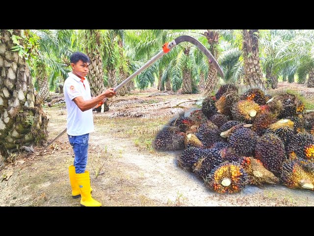 Panen sawit di pokok sedang pakai egrek palm king long class=