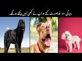 11 Best Dog Breeds in the World || Rehman Public Tv