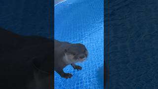 Can’t Swim in the Pool #shorts #aty #otter #WaterSausage