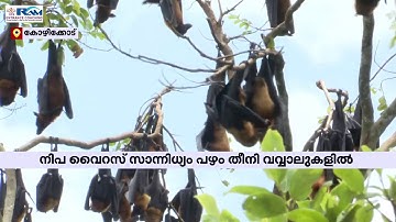 വവ്വാലുകളിൽ വീണ്ടും നിപ സാന്നിധ്യം; സ്ഥിരീകരിച്ച് നാഷണൽ വൈറോളജി ഇൻസ്റ്റിറ്റ്യൂട്ട് | Nipah