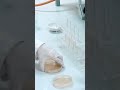 Bacteria testing of pharmaceutical products #pharmacutical #practical #trendingshorts #machine