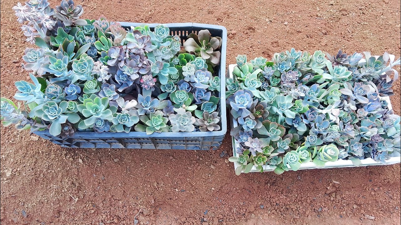 Plantando minhas hastes florais das suculentas 😍🙏