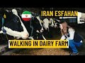 Walking tour - Walking and driving tour in dairy farm - Iran Esfahan