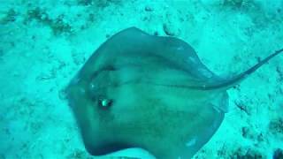 BIG Stingray smells speared lionfish