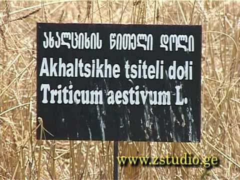 ახალციხური წითელი დოლი