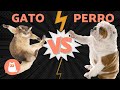 Perros vs gatos quin ganar