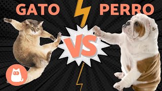 PERROS VS GATOS, ¿quién ganará?