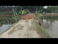 A Lot Of Duck Farming Video - Beautiful Nature Of Village