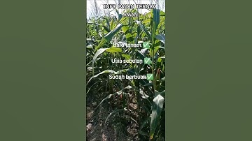 pakan ternak aman dengan tanam jagung bertahap