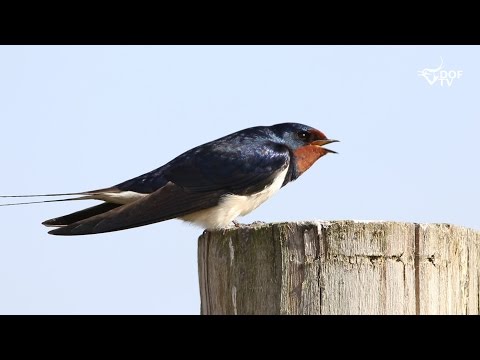 Video: Sådan Fodres Fuglene