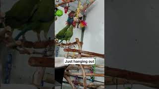 Just Hangin Out Tonight
