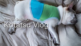 フレンチブルドッグこたつのルーティン [Kotatsu Vlog]