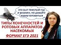 КОНЕЧНОСТИ И РОТОВЫЕ АППАРАТЫ НАСЕКОМЫХ | ЕГЭ БИОЛОГИЯ