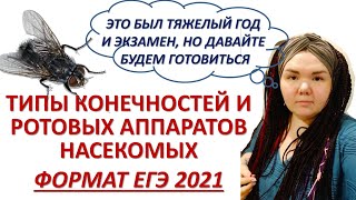 КОНЕЧНОСТИ И РОТОВЫЕ АППАРАТЫ НАСЕКОМЫХ | ЕГЭ БИОЛОГИЯ