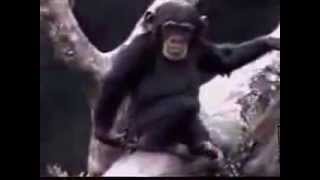 Monkey smelling his ass