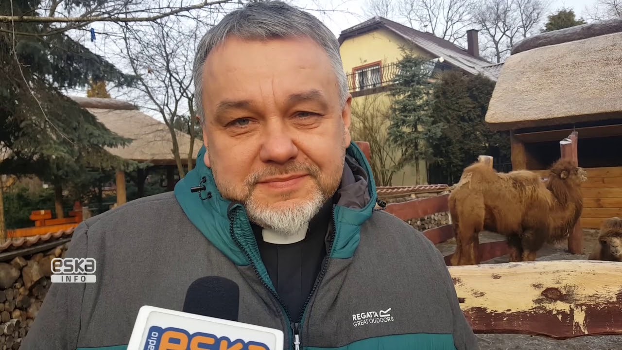 Wielbłądy we Wspólnocie Betlejem w Jaworznie [WIDEO: K.ZIÓŁKOWSKA-DĄBEK]