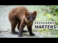 Marten facts: they can take down a deer | Animal Fact Files
