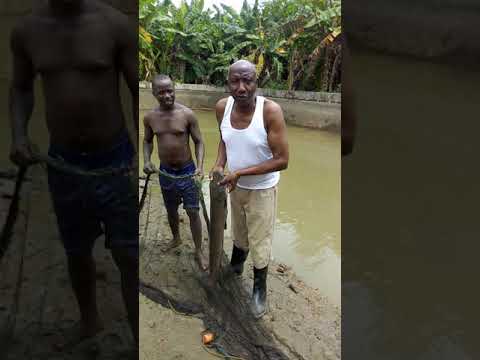 Uzalishaji Wa Kambale 