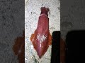 Petit Calamar Fraîchement Pêché en Plage