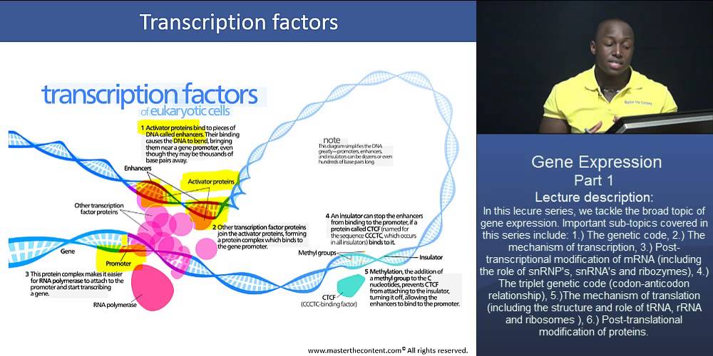 DAT - Gene expression (Transcription and Translation) - Part 3 ...
