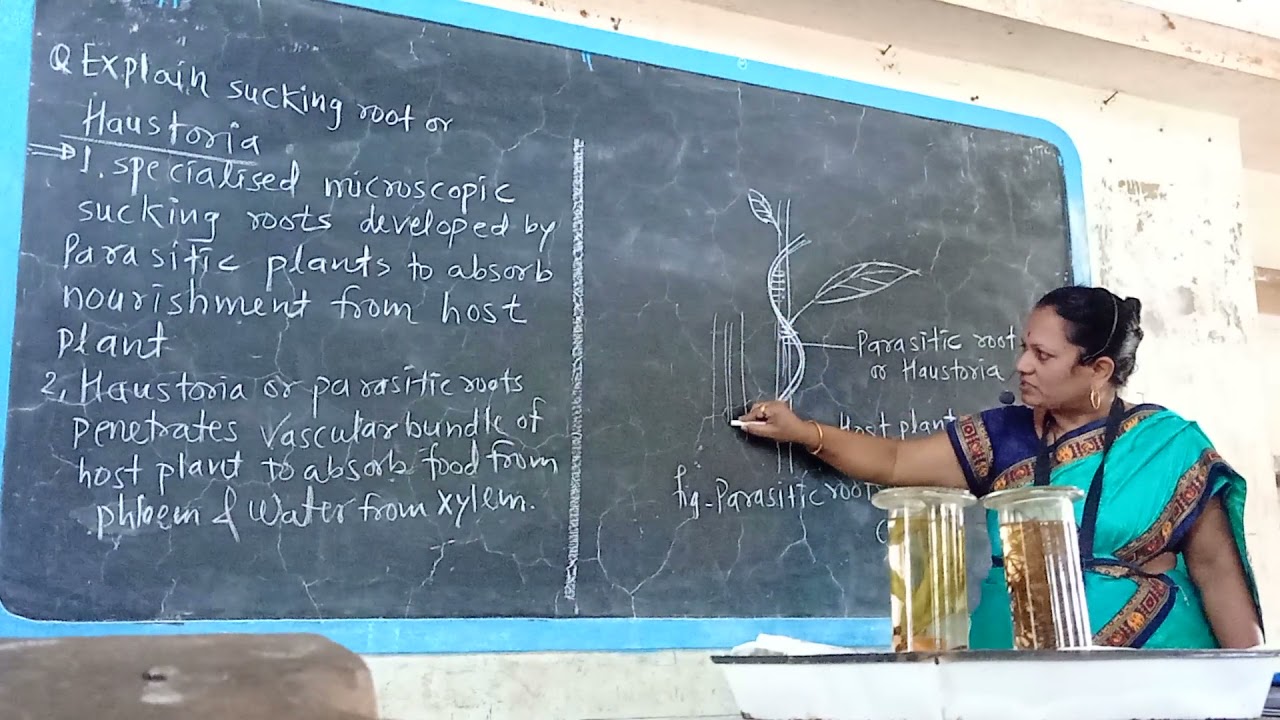 parasitic or Sucking root or Haustoria Ex Cuscuta