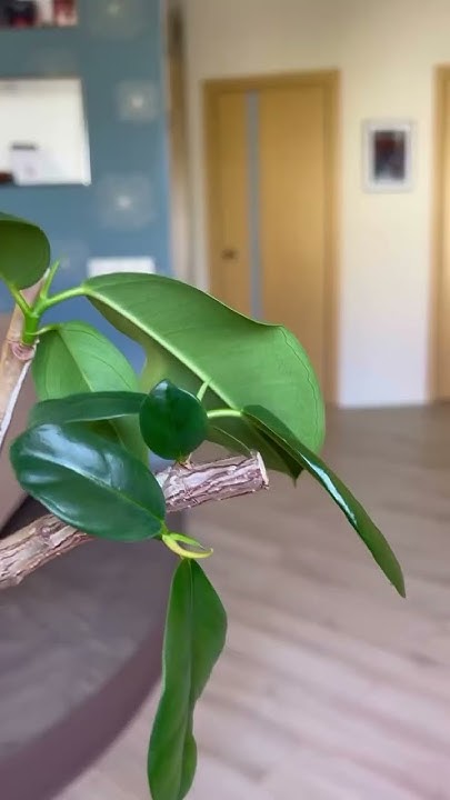Продолжение следует! #plants #озеленение #растения #комнатныерастения # ...