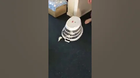 Dog fun.
