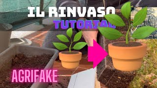 IL RINVASO. COME SI FA? by agrifake 64 views 2 months ago 3 minutes, 39 seconds