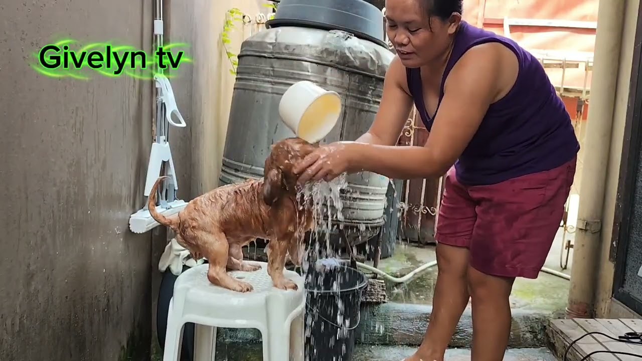 || Anya having a haircut/🐩🐕||