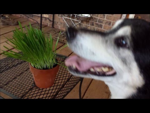 Growing Dezi &amp; Roo&#039;s Pet Grass