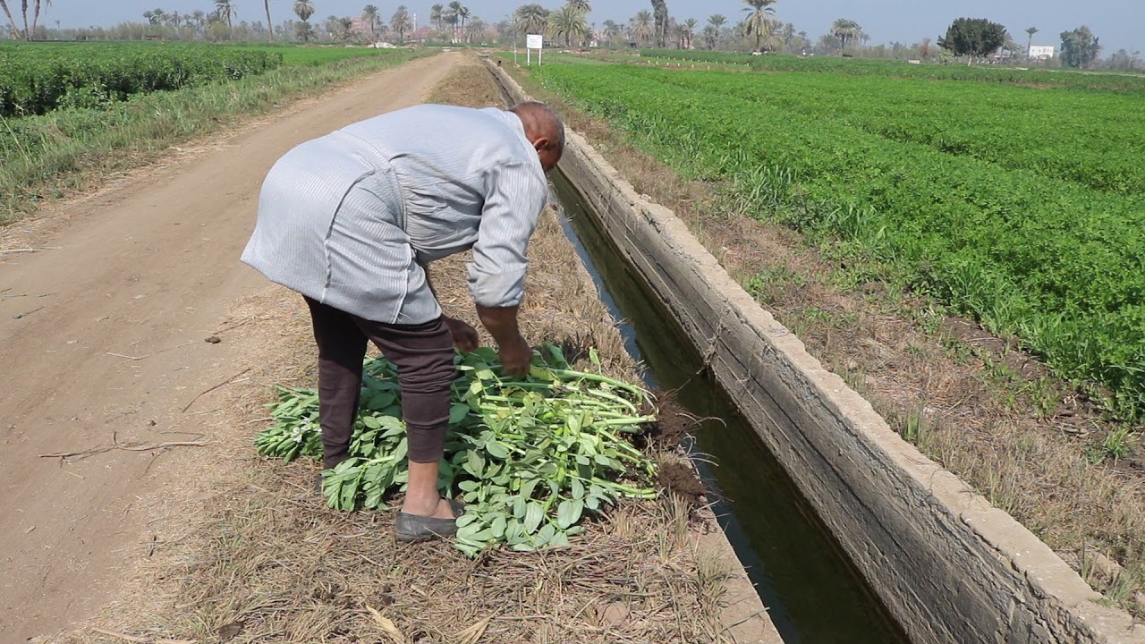 الحصول على النيتروجين (الازوت) طبيعيا, ومجانا