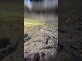 Everglades Puddles teaming with life