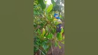 SW STATUS WHATSAPP STORY WA SHORT VIDEO 13