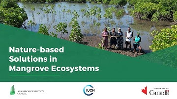 Nature-Based Solutions in Mangrove Ecosystems