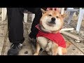 カッパのせいで丸顔が強調されてしまったけど嬉しそうに散歩に行く柴犬　The roundness of Shibe face was conspicuous by wearing a raincoat.