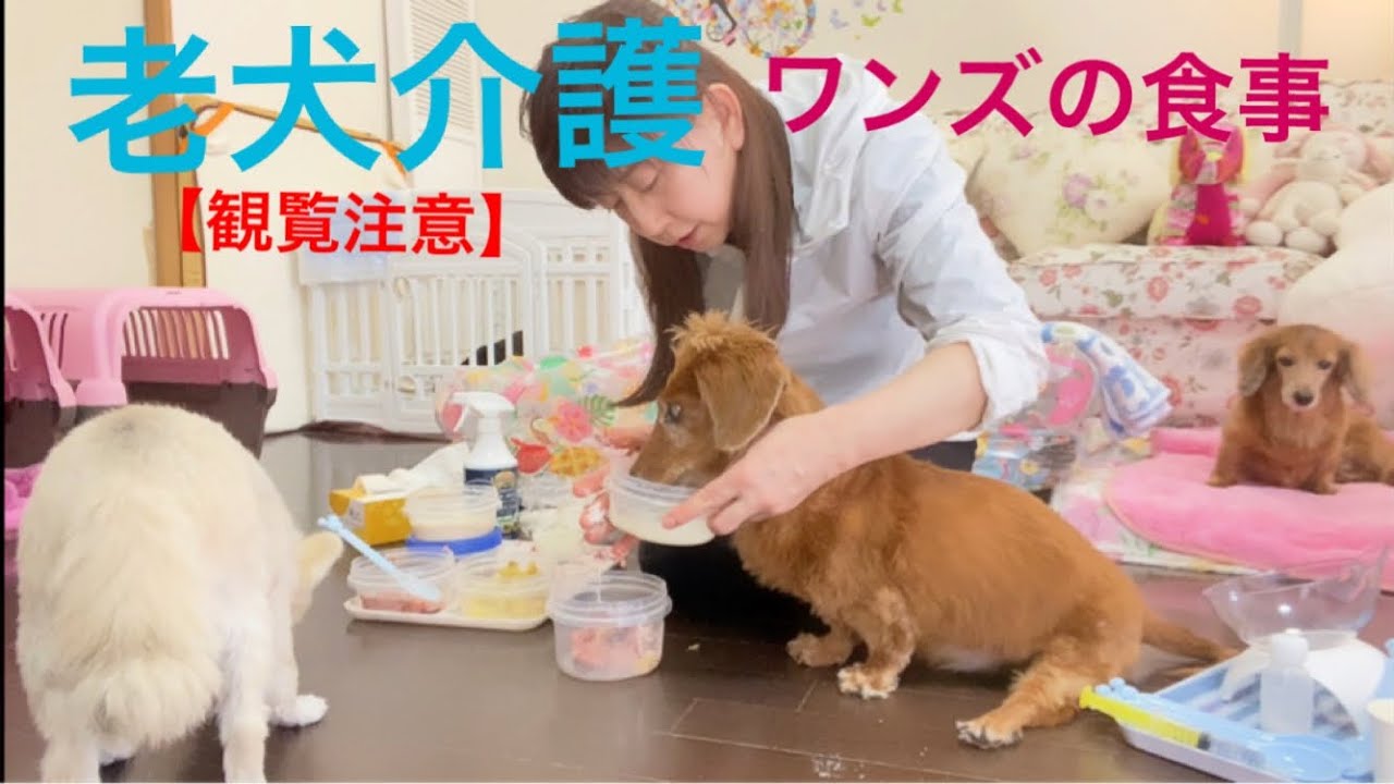 Youtube クーミンchannel 食べ方観覧注意 老犬介護no １５ Up 大場久美子の 和萌憂つぼ Omoutsubo