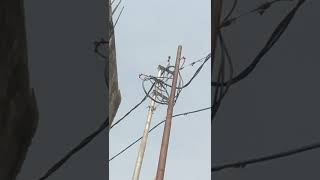 Electrical fault 11 kv ht abc cable.