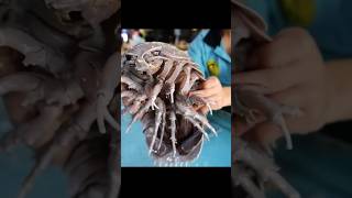 Alien Creature Turns Into Rice Meal