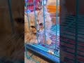 Pet shop - പാവം പൂച്ചക്കുട്ടി 🐱🐱🐱#pets #shorts #shop #enjoy #love #life #family