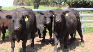 P & N Rogers Investments - Herd Bulls