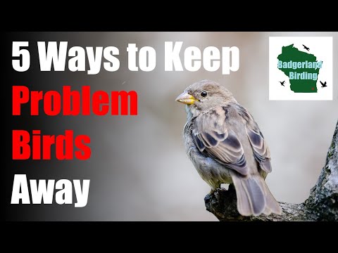 5 Ways to Keep Problem Birds Away from your Bird Feeders