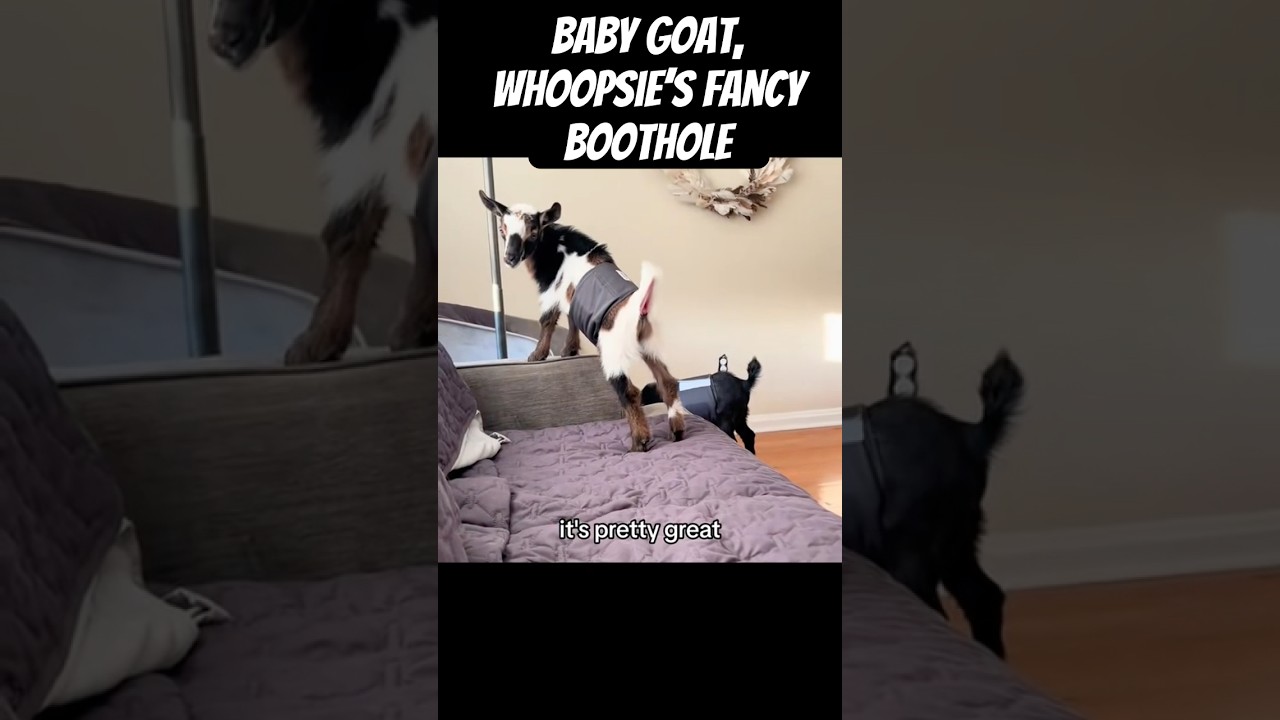 Baby Goat, Whoopsie’s fancy boothole 